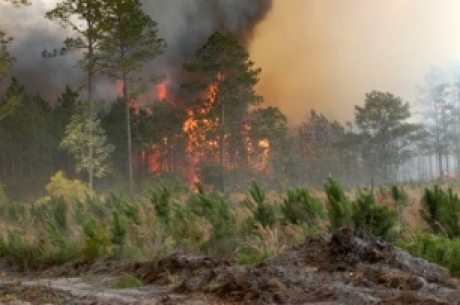 24.336 hectáreas quemadas por fuegos forestales en la primera mitad de 2014