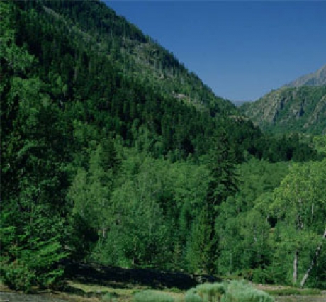 España, segundo pais en superficie forestal de la UE