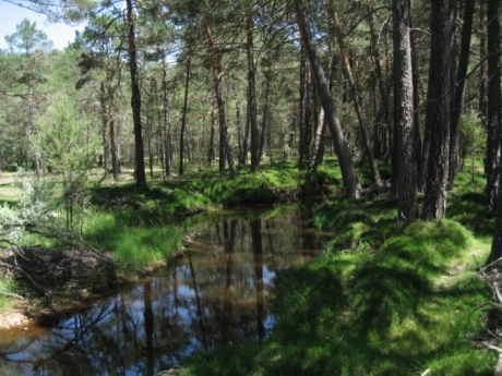 Puesta en marcha de la Plataforma en Red de Servicios en Agua Forestal