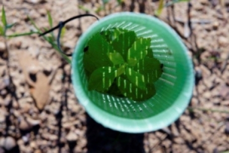 Europa apostará por la agrosilvicultura