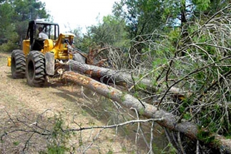 Trabajos forestales